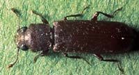 Traitement du lyctus, un parasite du bois Traitement du lyctus, un parasite du bois