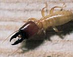 Les termites sont absent dans le Finistère Les termites sont absent dans le Finistère